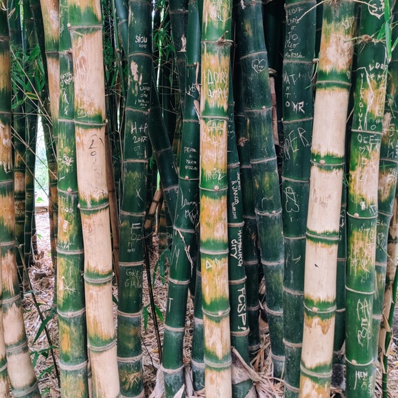 BAMBOO!♻️ - Picture 2 of 3